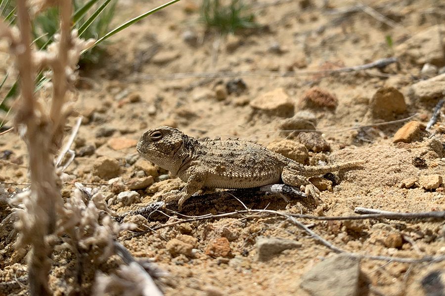 A small horned toad on the Mission Jurassic excavation site