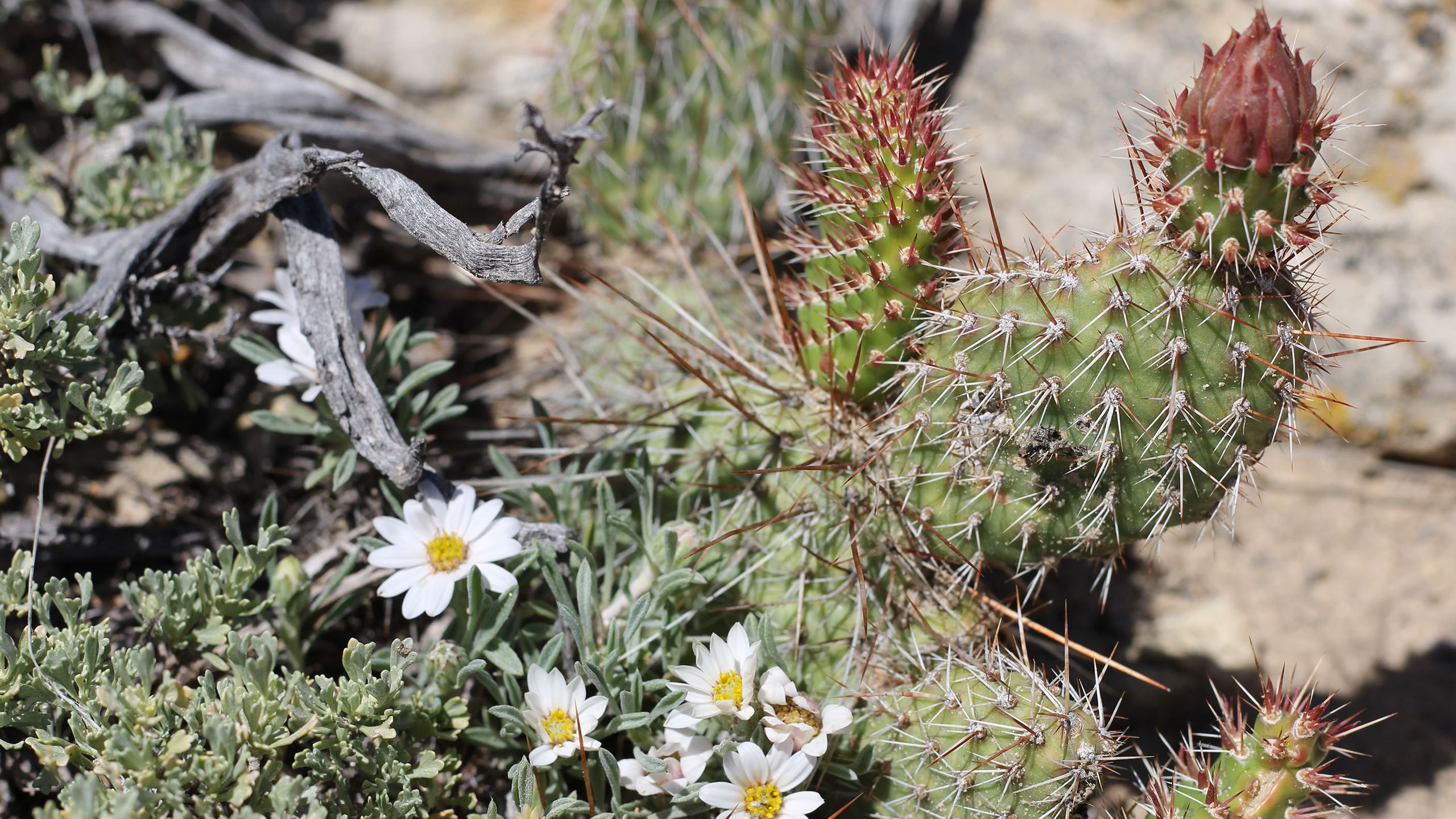 A prickly pear cactus